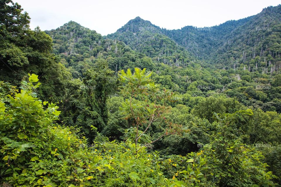 Chimney Tops. View of Chimney Tops from Newfound Gap Road~ Smoky Mountians