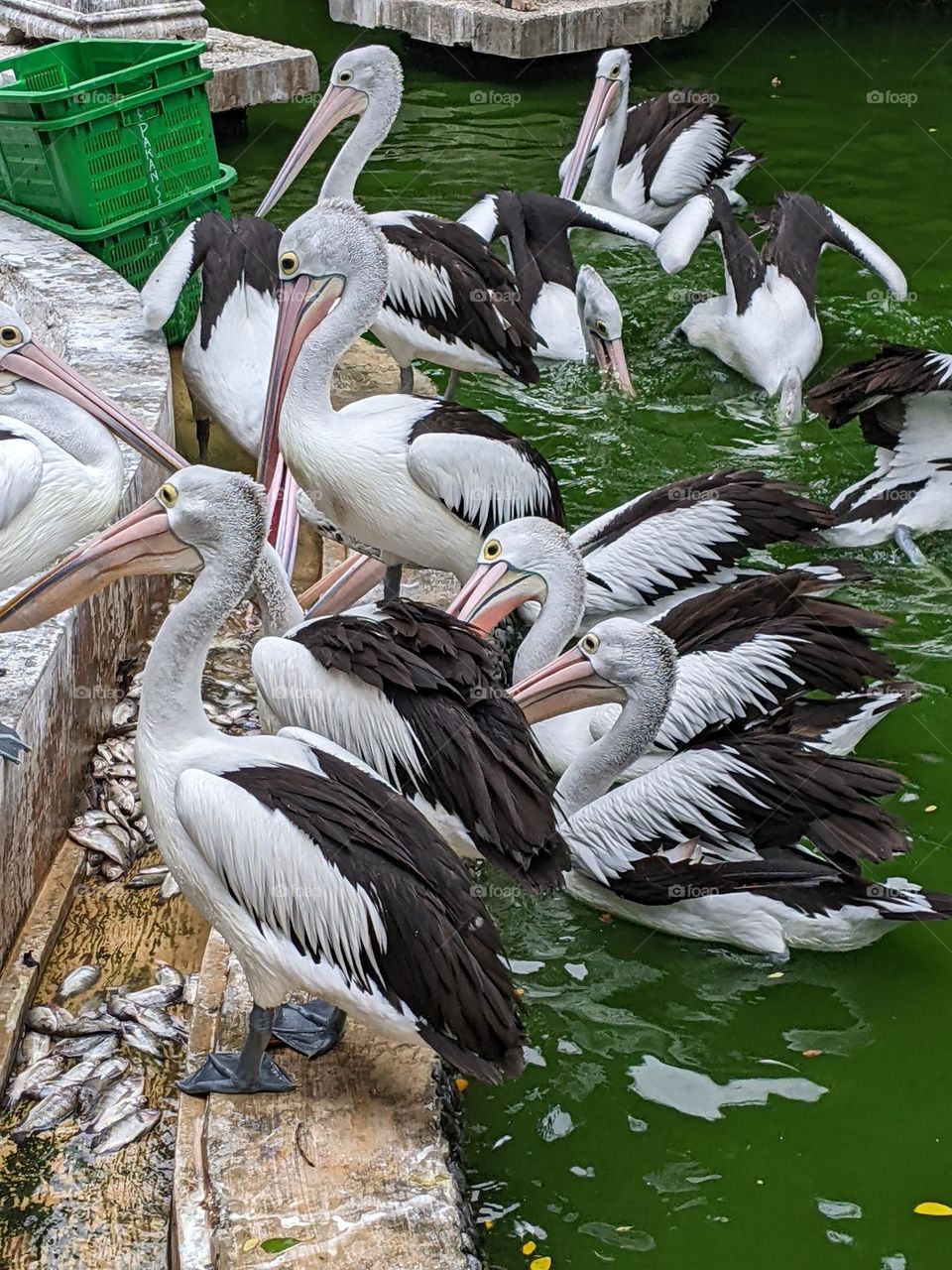 a group of pelicans eating fish in a pond