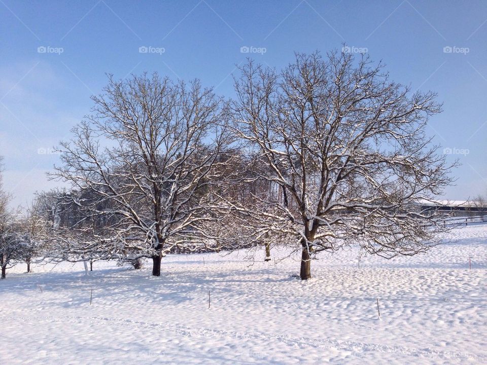 A pair of trees in the snow