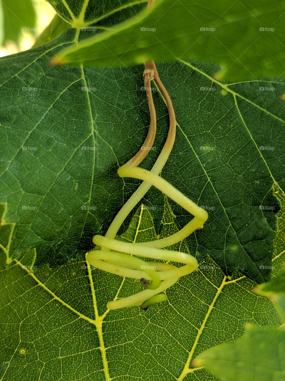 grapevine climber twisted up