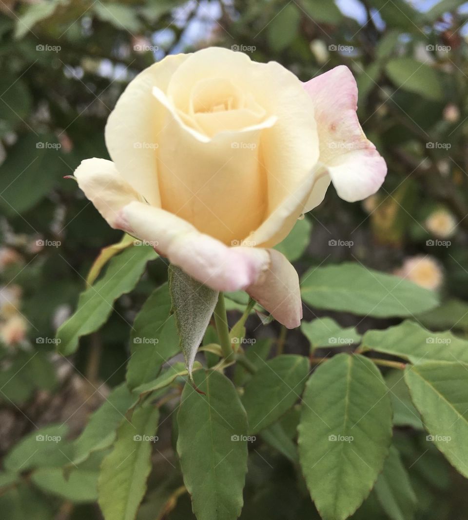 🌹 🇺🇸 Very beautiful flowers to brighten our day.  Live nature and its beauty. Did you like the delicate petals? / 🇧🇷 Flores muito bonitas para alegrar nosso dia. Viva a natureza e sua beleza. Gostaram das pétalas delicadas? 