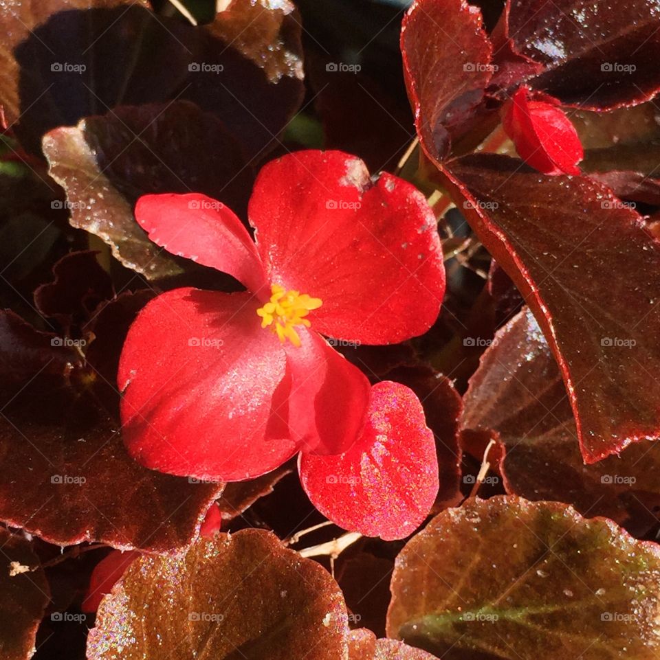 BIG® Red Bronze Leaf begonia 