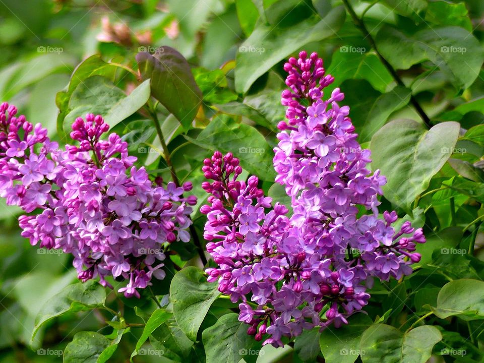 Color Purple - lilac - broad pointed clusters of highly perfumed, lavender flowers and green, heart-shaped leaves