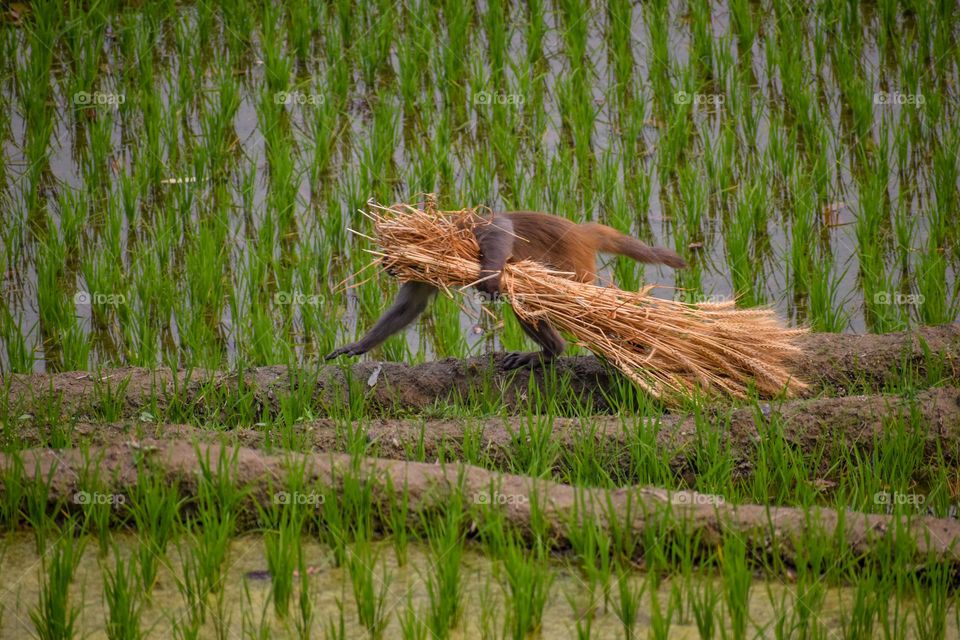 Monkey carrying wheat bundle