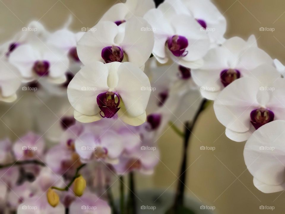 white orchids