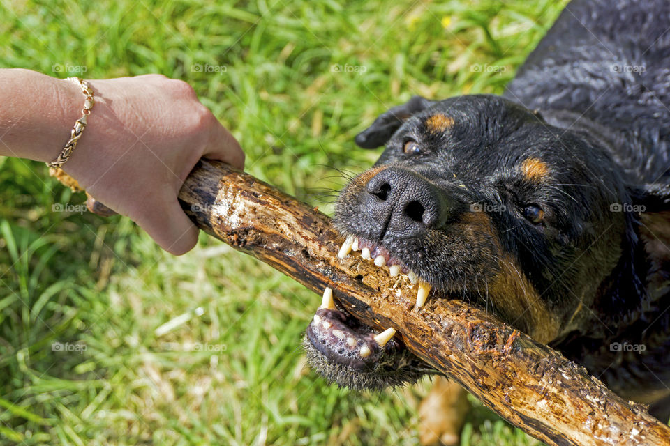 Dog carrying wooden stick in mouth