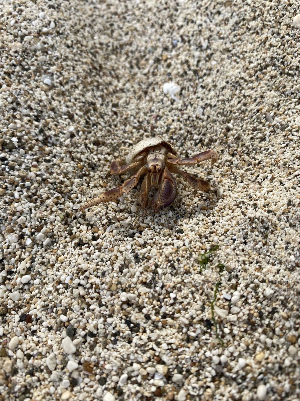 Hermit crab on the beach