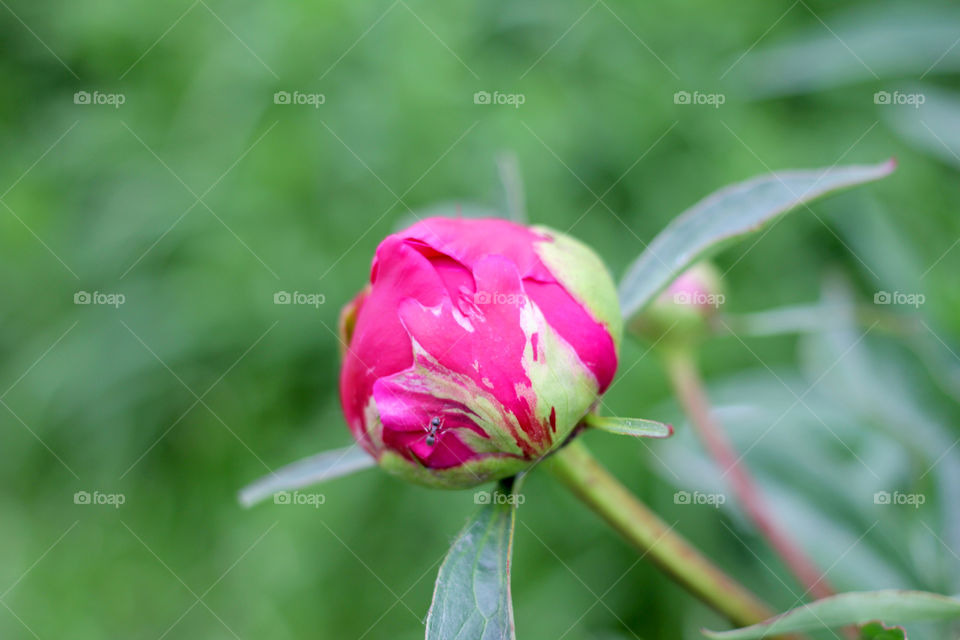 Peony, peonies, roses, pink, red, white, flowers, bouquet, summer, sun, nature. Landscape, still-life, village, flowerbed, plant, vegetation, grass, decor, fluffy, fluffy flowers, bulk flowers, plush flowers, petals, buds, leaves