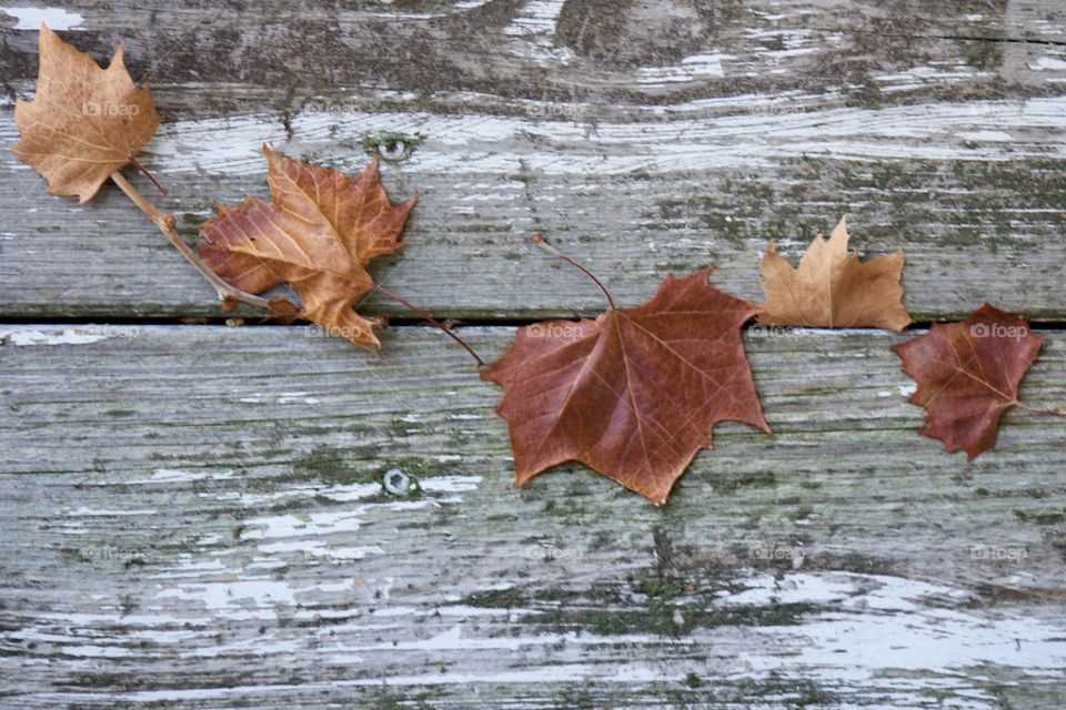 Overhead view of dried sycamore tree leaves on a weathered wooden surface 