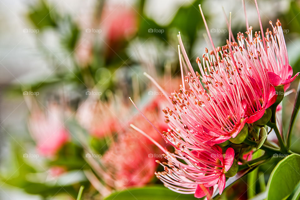 Close-up of a flower