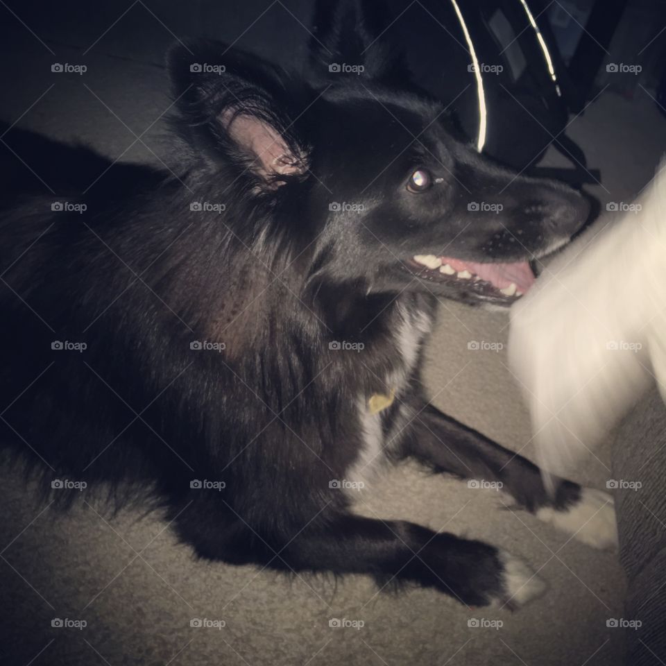 Dog, Canine, Portrait, Mammal, One