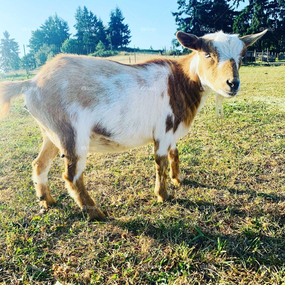 Nigerian dwarf goat 