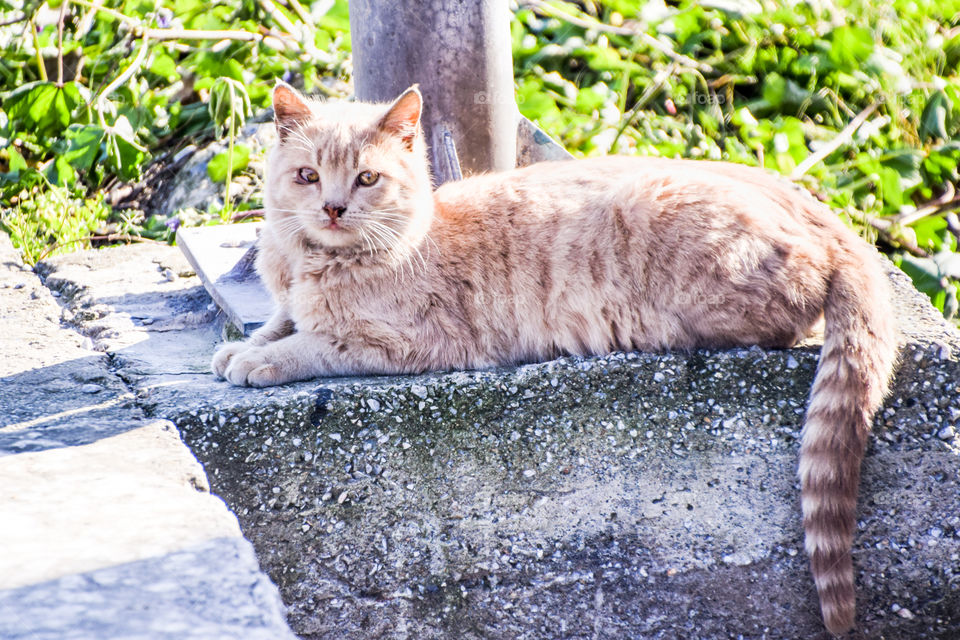 Cat, Nature, Cute, Animal, No Person