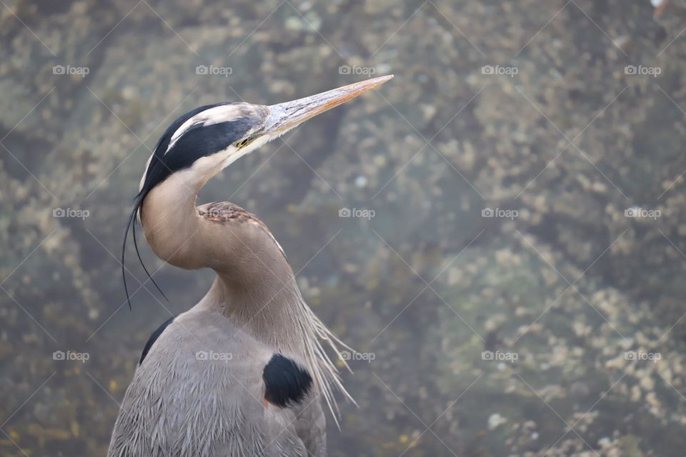 Heron waiting for its prey