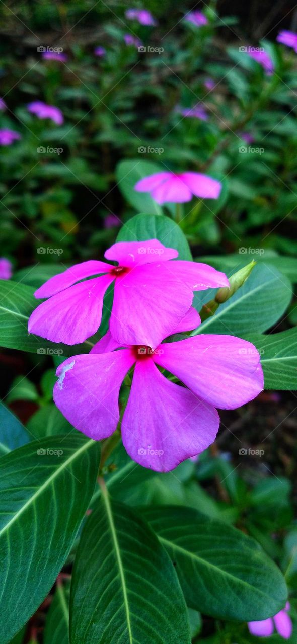 Catharanthus roseus is a beautiful garden decoration