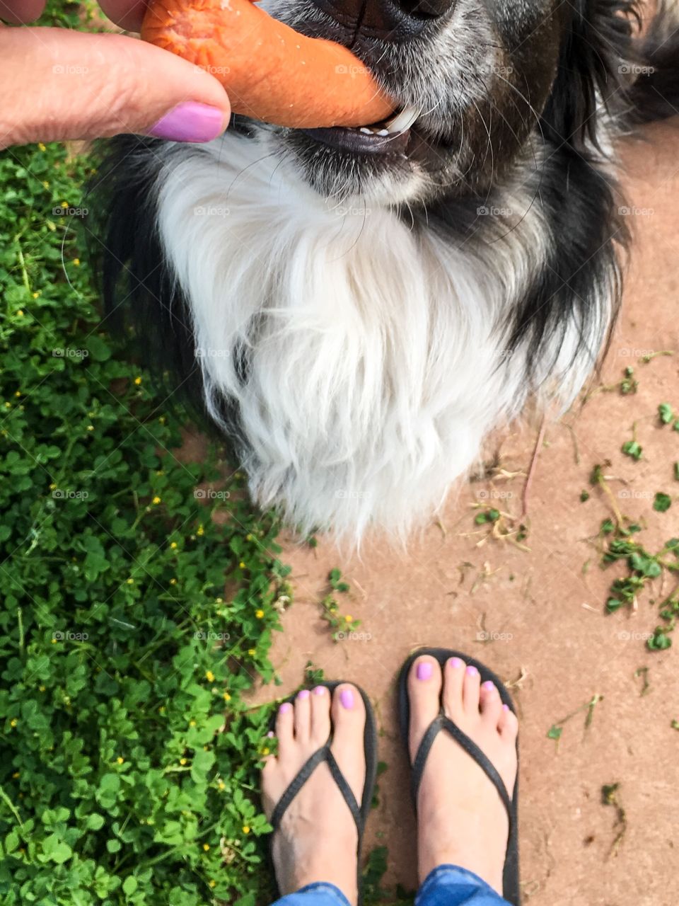 From where I stand in front of pet border collie sheepdog dog outdoors dog looking at me up