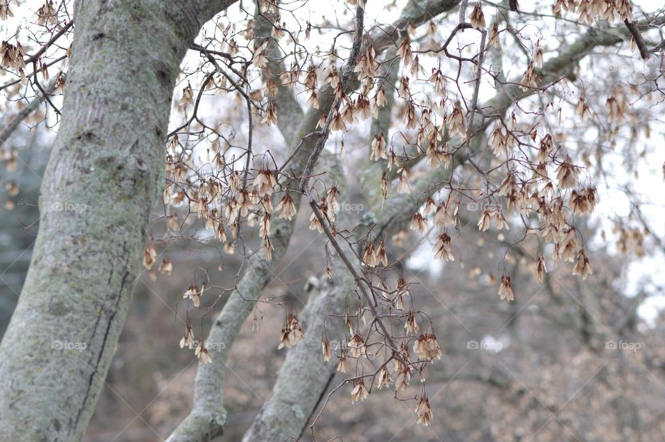 Budding Trees