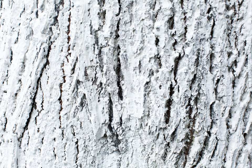 bark of tree. natural wallpaper