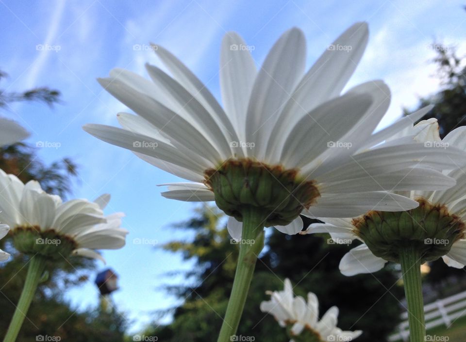 Close-up of daisy flowers