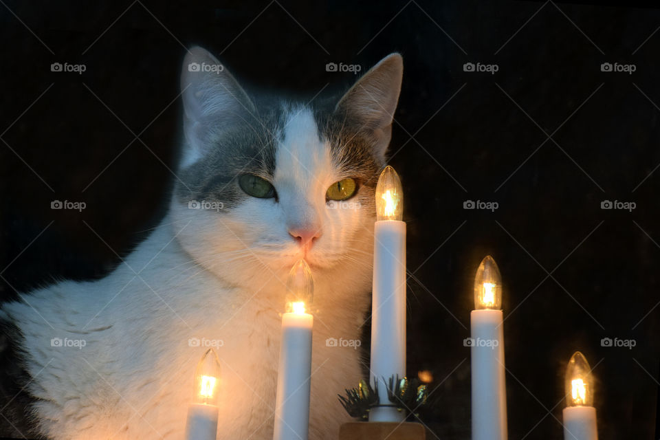 Cat looking through window on Christmas and sitting next to candle ornament.
