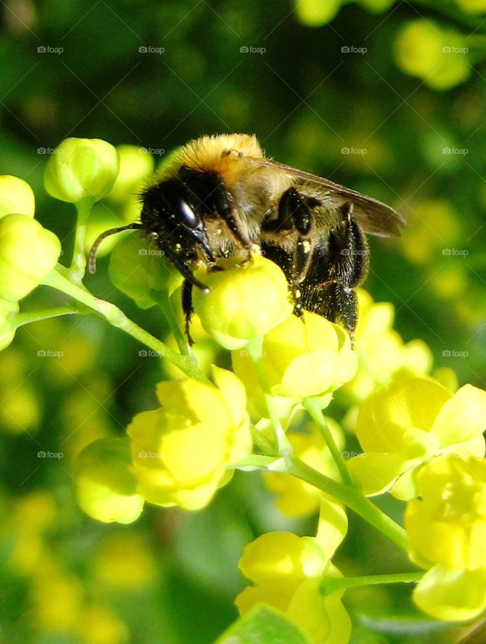 Bee on flower. Bee on flower