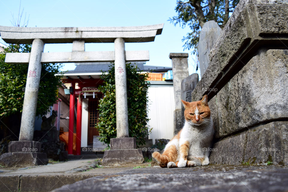 A Cat and torii gate of Shinto shrine