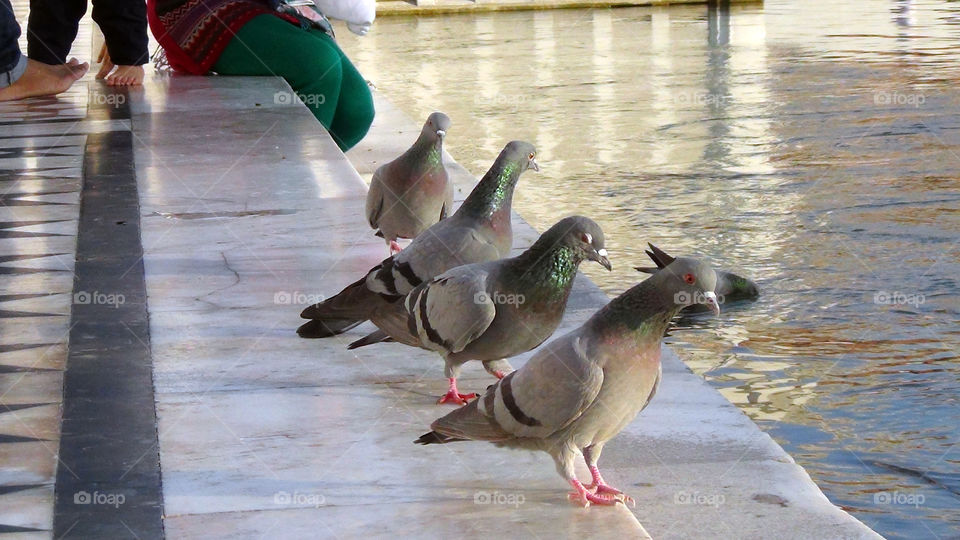 Waiting to take a holy sip