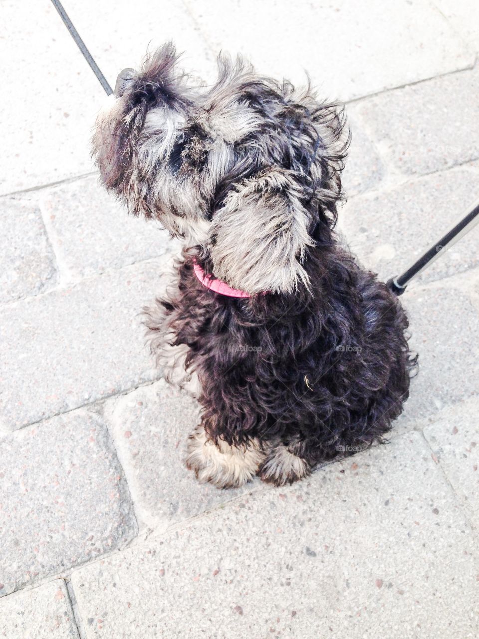 schnauzer puppy