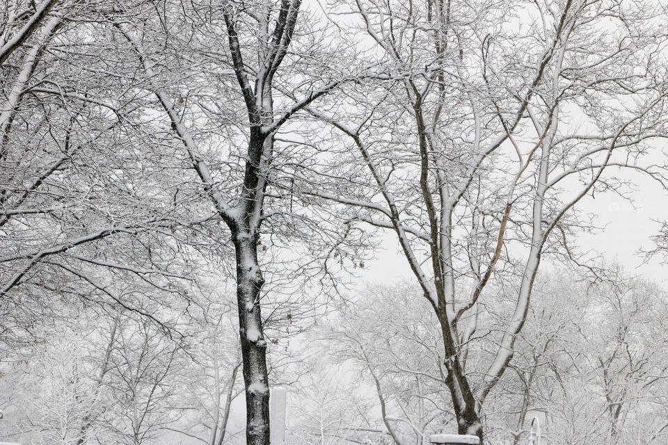 View of snowy tree