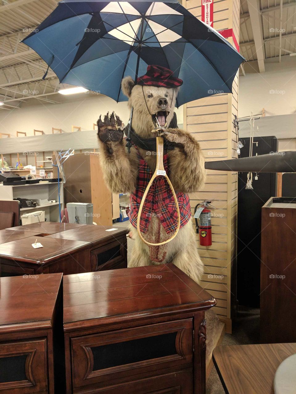 bear in the thrift store