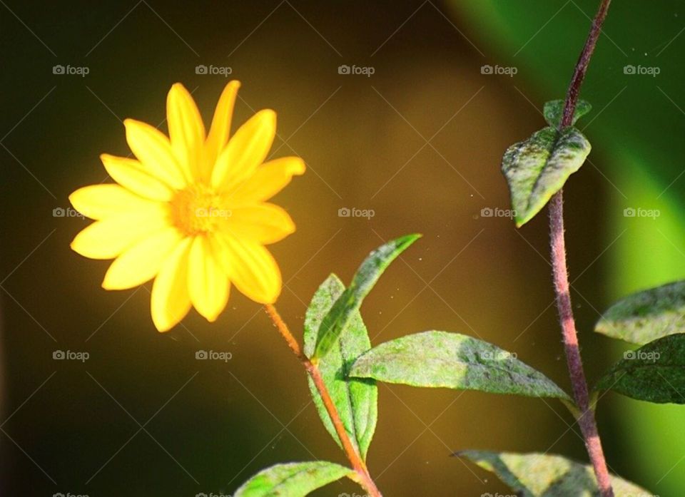 Hello Sunshine ☀️