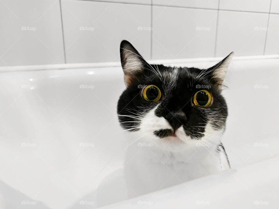 Cute cat in bathroom before washing 