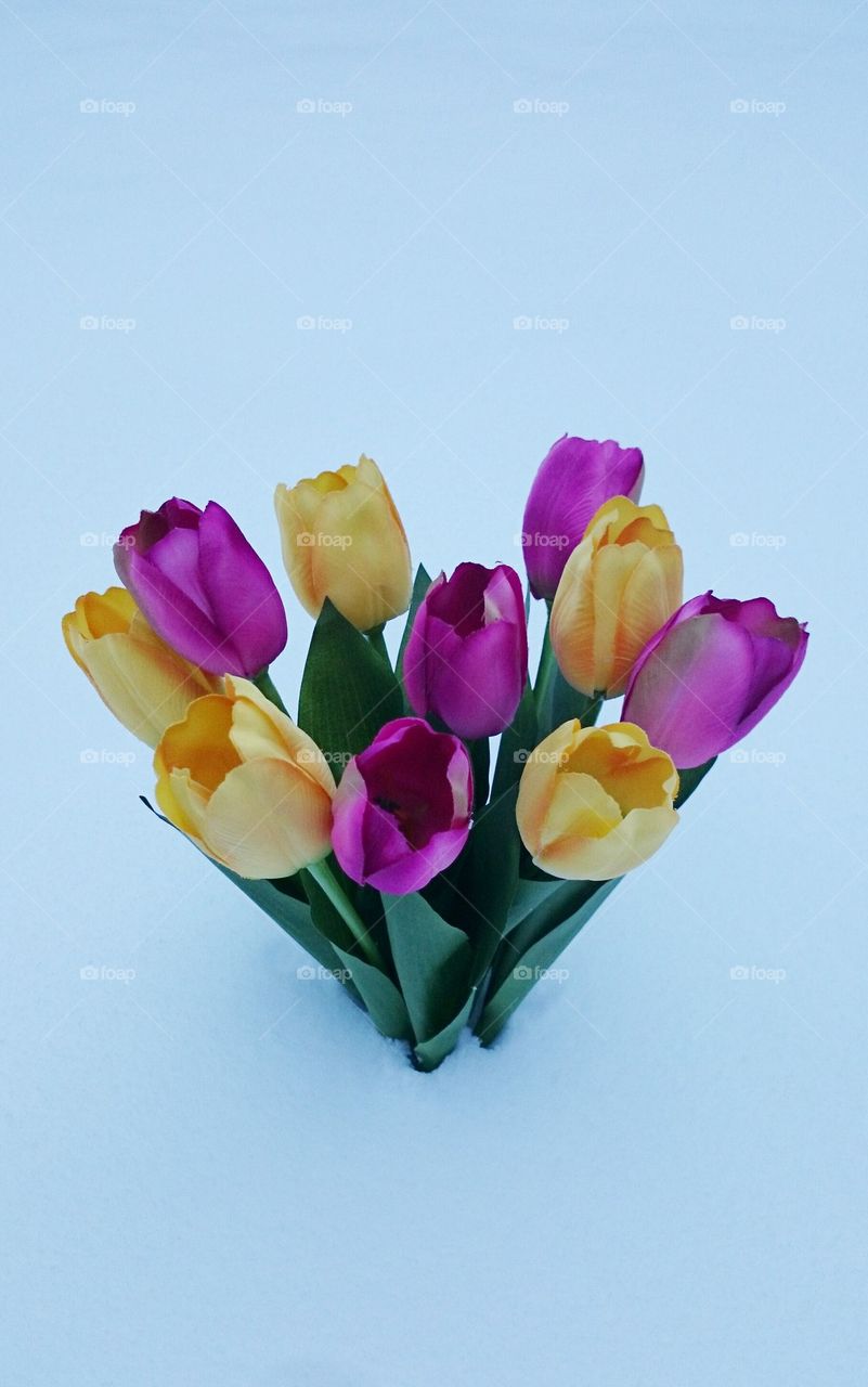 tulips 