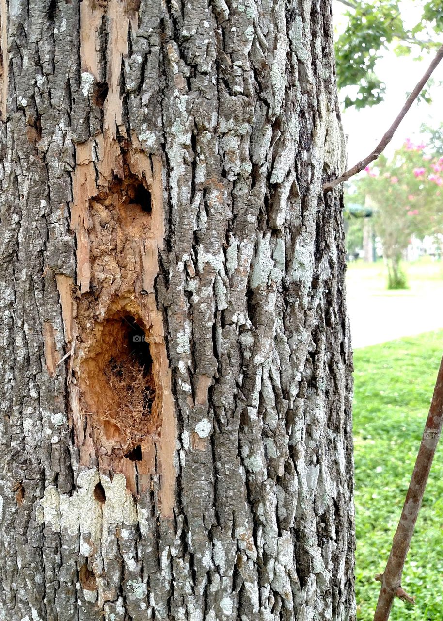 Woodpecker work in an oak tree