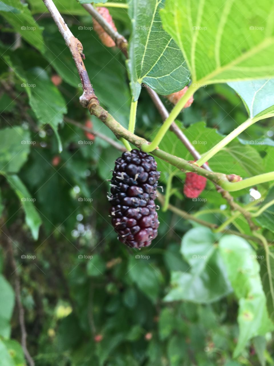 Um pé de amora carregado de frutas bem doces. Quem quer algumas?