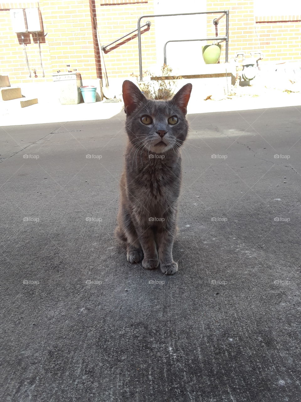 Senior Gray Tabby Cat Full Body Pose