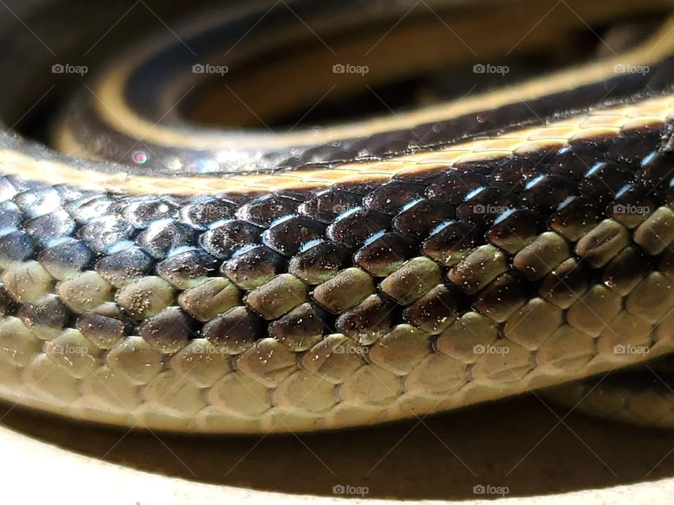 Closeup of snakes skin