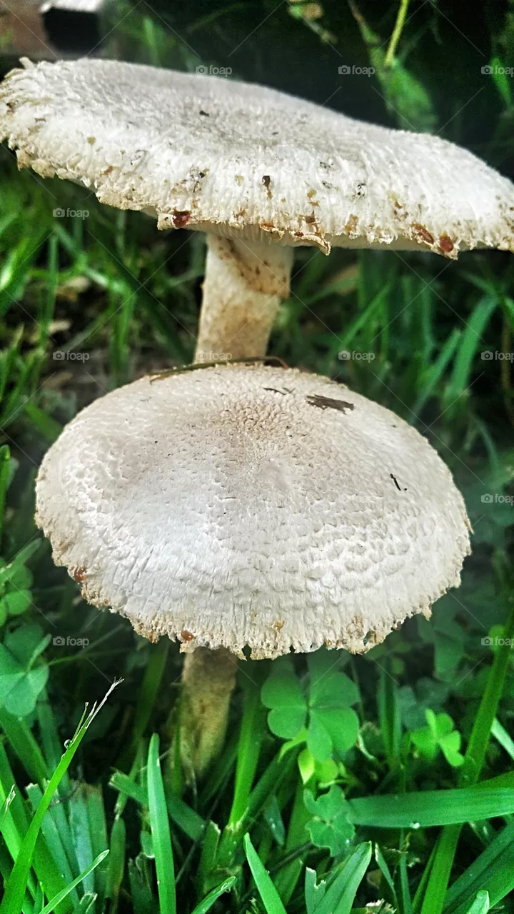Mushrooms