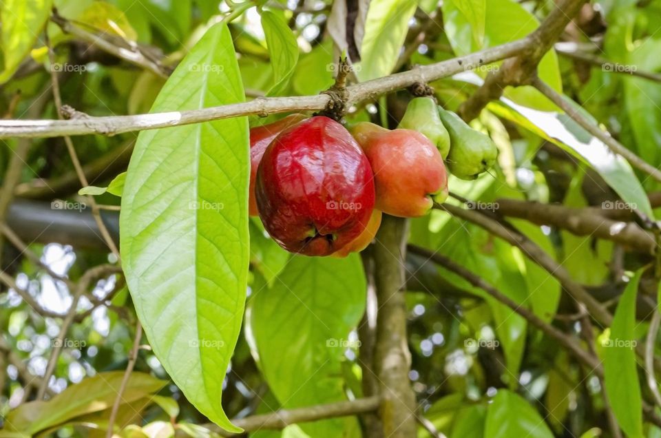 Otaheite Apple Fruits And Leaves