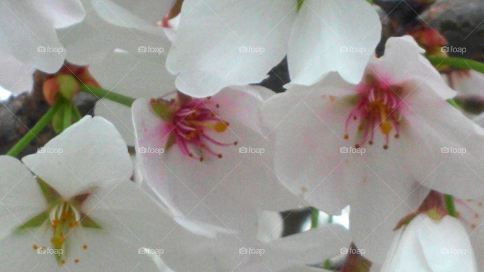 Flower, Nature, No Person, Branch, Leaf