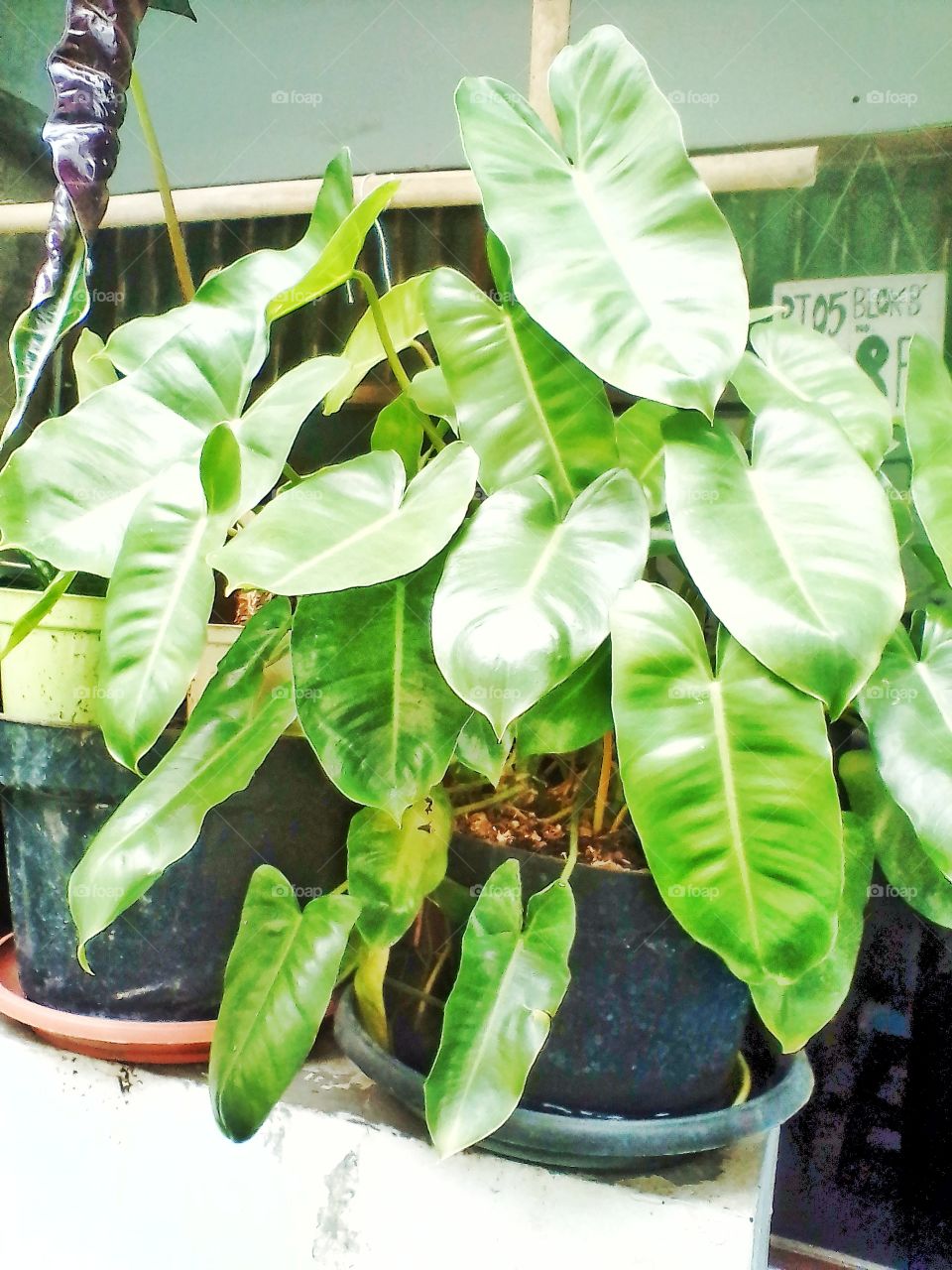 These rice cake plants thrive in small pots