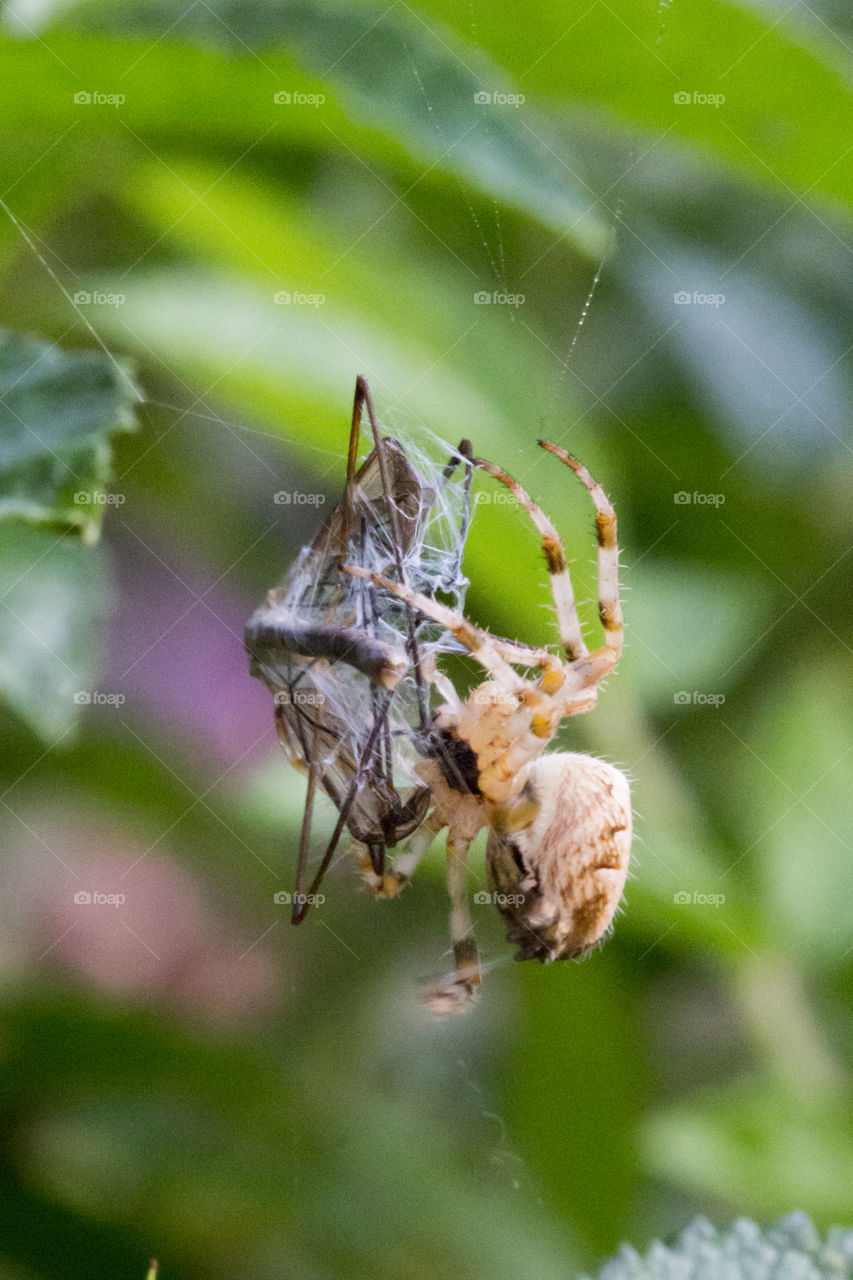 Close-up of spider wrapped prey in cobweb