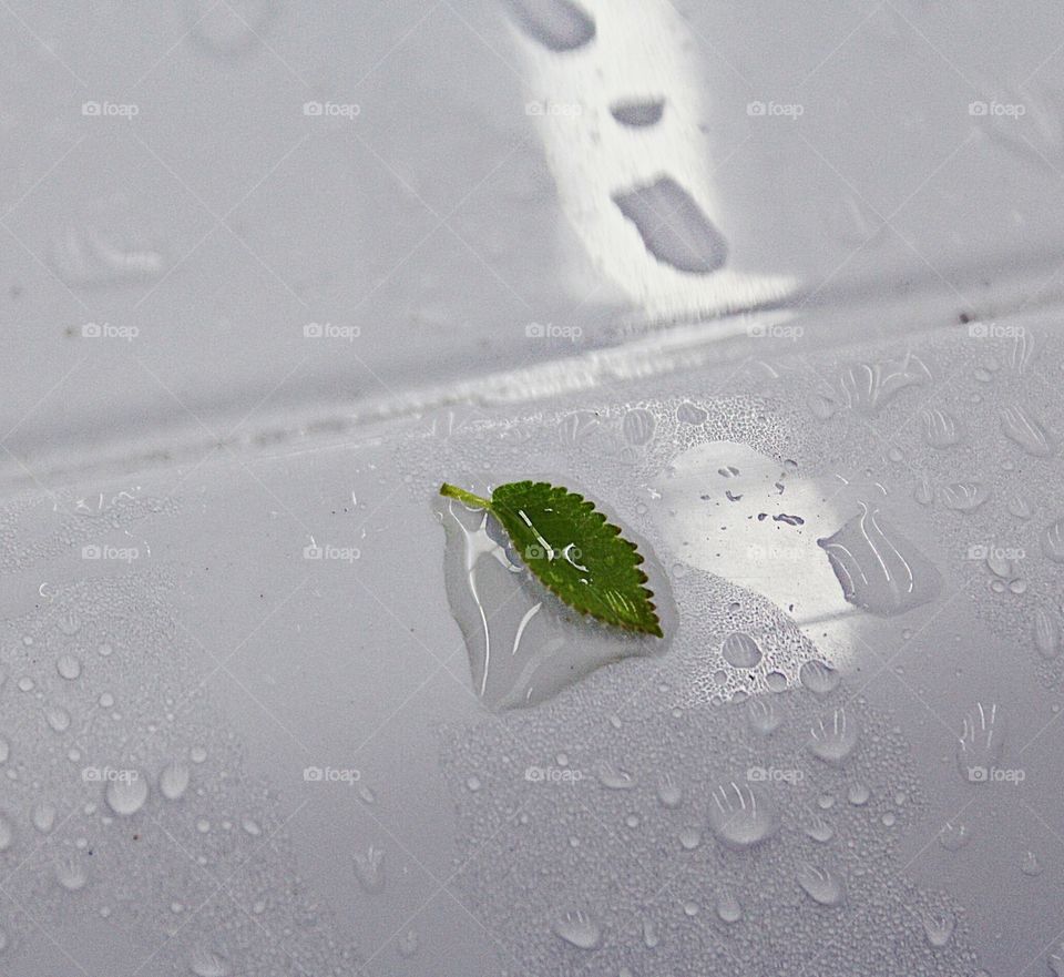 Leaf inside a drop of water