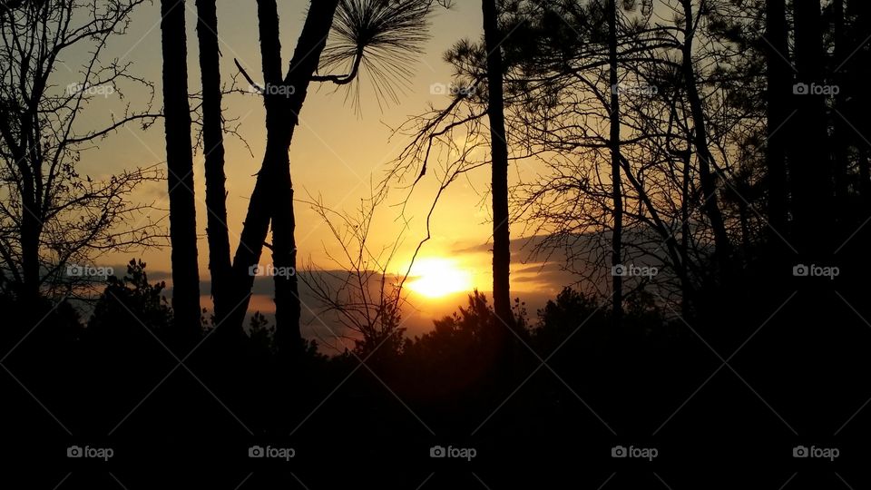 Sunset in the trees. I was taking my dog for a walk early one morning and saw this. And I always have my camera.