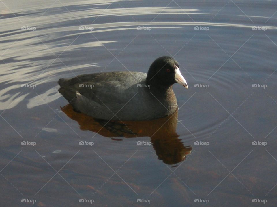 Making ripples in the pond