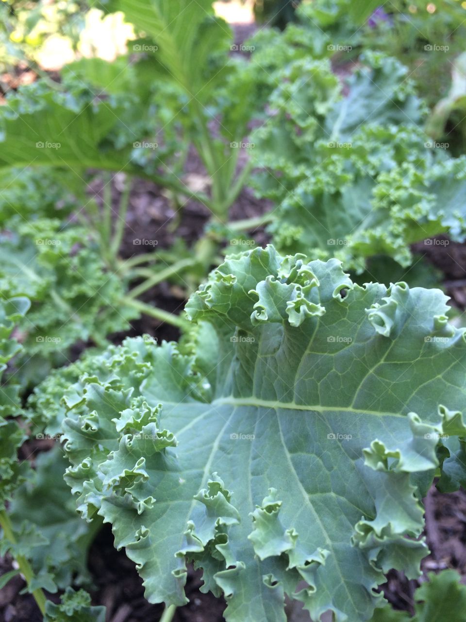 Kale!!