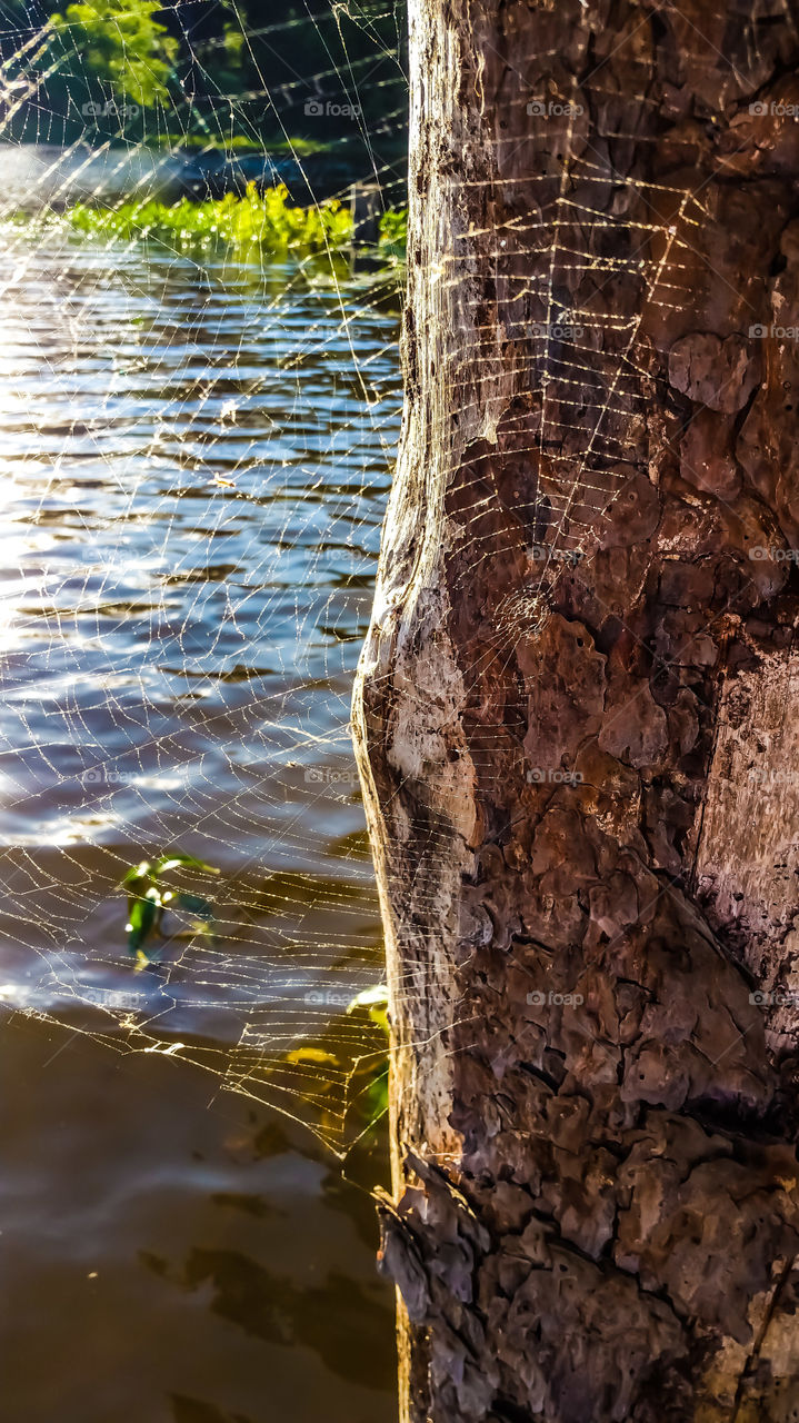 spider web over water