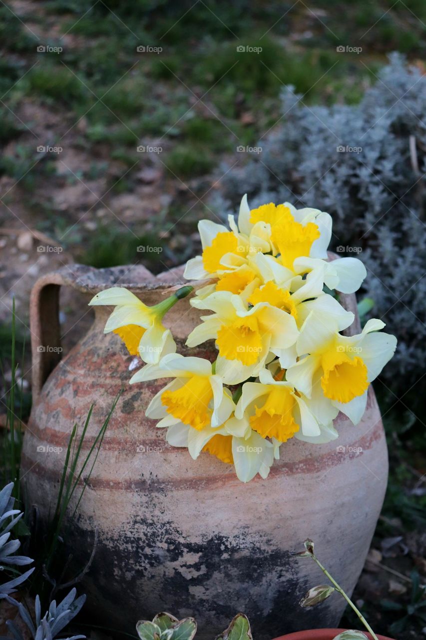 flowers in a vase