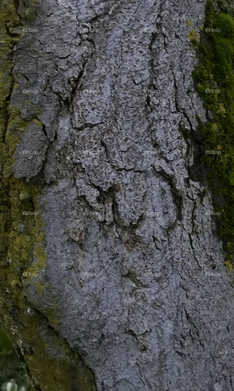 Aging tree 