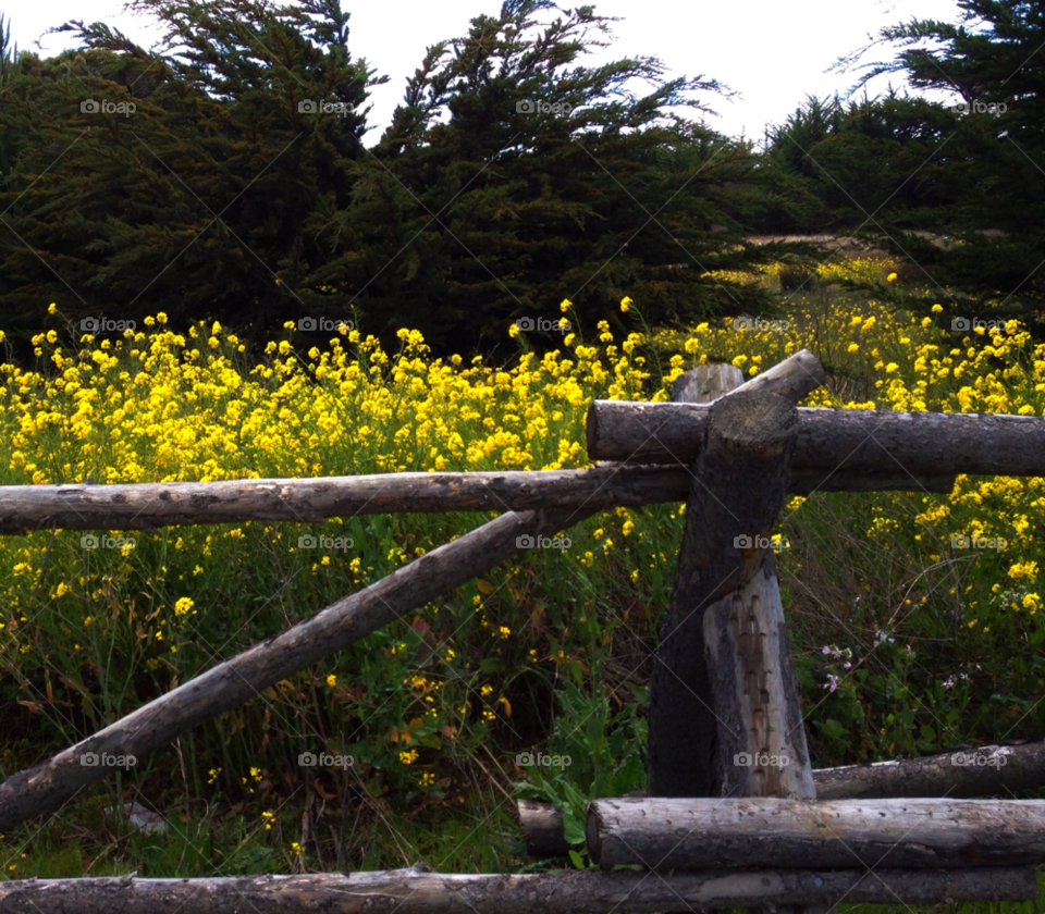 fence country california countryside by threeboydad